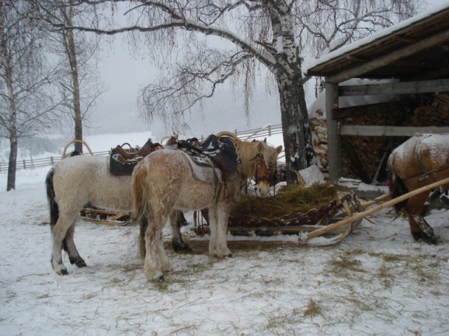 Лошади сани деревья бык. Деревенские лошади. Телега с лошадью. Зима деревня лошадь. Лошади в деревне.